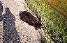 deadbear